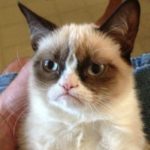 Grumpy Cat Classic meme template blank
