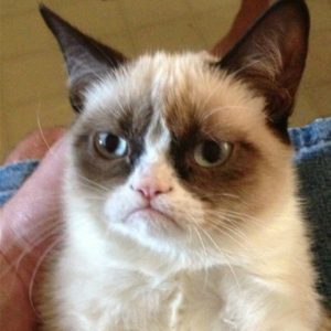 Grumpy Cat Jerk meme template