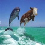Dolphin and Cow Template  meme template blank