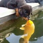 Dog Kissing Fish  meme template blank