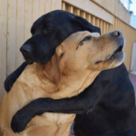 Two Dogs Hugging  meme template blank