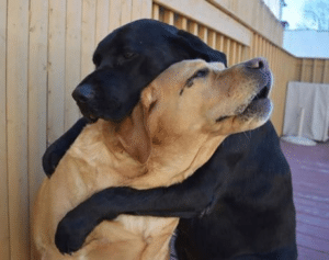 Two Dogs Hugging Love meme template