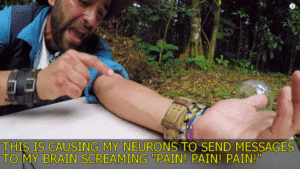 PAIN PAIN PAIN  Reaction meme template
