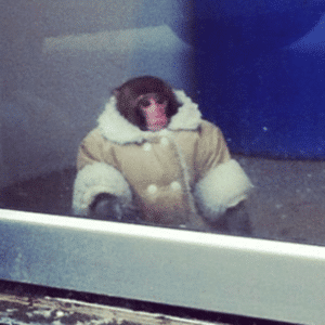 IKEA Monkey in Coat Coat meme template