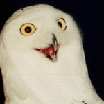 O rly? Owl (no text) Classic meme template blank