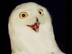 O rly? Owl (no text)  Animal meme template