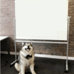 Dog Next to Whiteboard / Sign  meme template blank