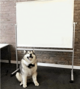 Dog Next to Whiteboard / Sign Opinion meme template