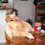 Racist Dog / White Lab at Table  meme template blank