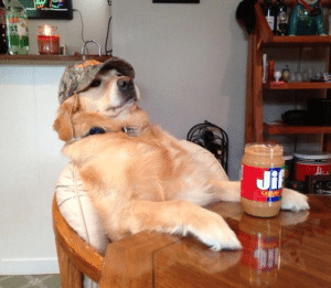 Racist Dog / White Lab at Table Racism meme template