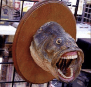 Fish Screaming Eye meme template