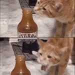 Cat smelling sauce  meme template blank