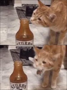 Cat smelling sauce  Food meme template