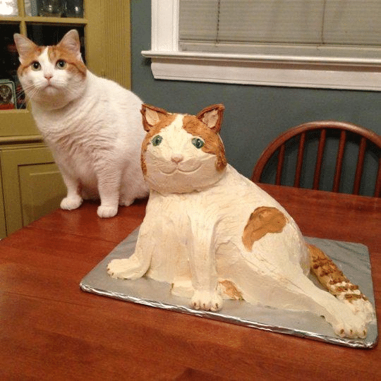 Cat and Cat cake  meme template blank