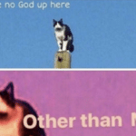 Cat 'I see no God up here other than me'  meme template blank