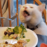 Cat eating food  meme template blank