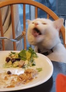 Cat eating food  Food meme template