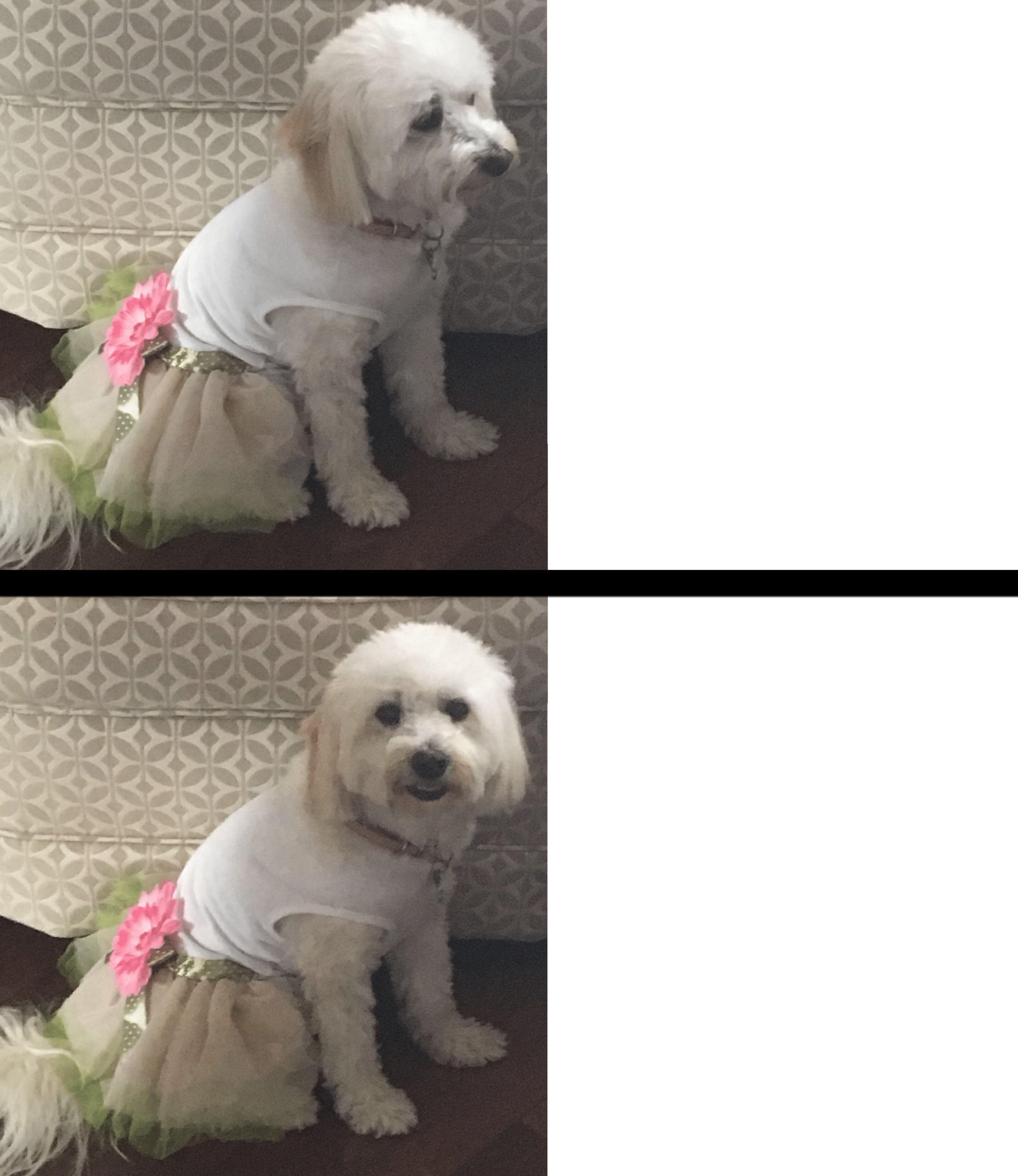 meme-generator-dog-drake-meme-template-newfa-stuff