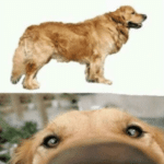 This dog smells people who (blank)  meme template blank at-you