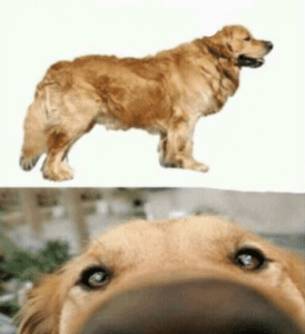 This dog smells people who (blank) At-you meme template