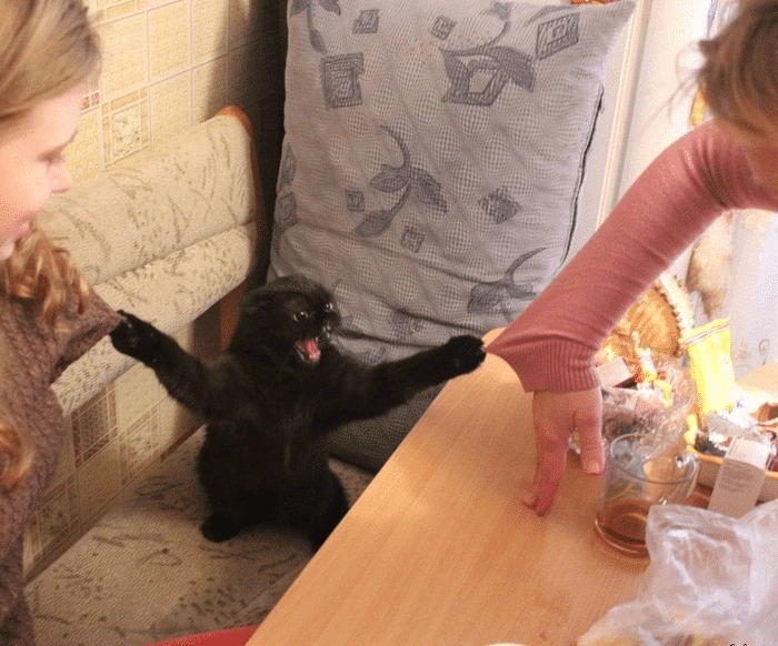 Meme Generator - Cat Grabbing Two Sweaters - Newfa Stuff