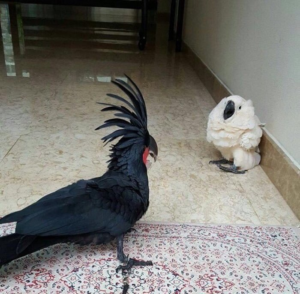 White Bird Scared of Black Bird Scaring meme template