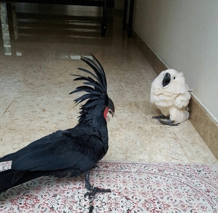 meme-generator-white-bird-scared-of-black-bird-newfa-stuff