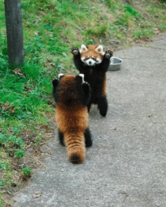 Red Pandas attacking each other Panda meme template