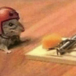 Mouse wearing helmet  meme template blank