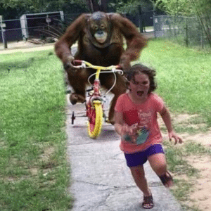 Orangutan Chasing Girl Bike meme template