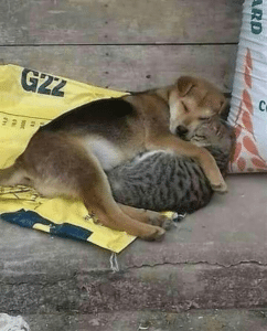 Dog cuddling with cat Wholesome meme template