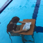 Meme Generator – Reading a book underwater