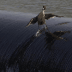 Meme Generator – Duck sliding down river
