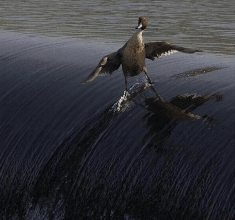Duck sliding down river animal meme template blank duck