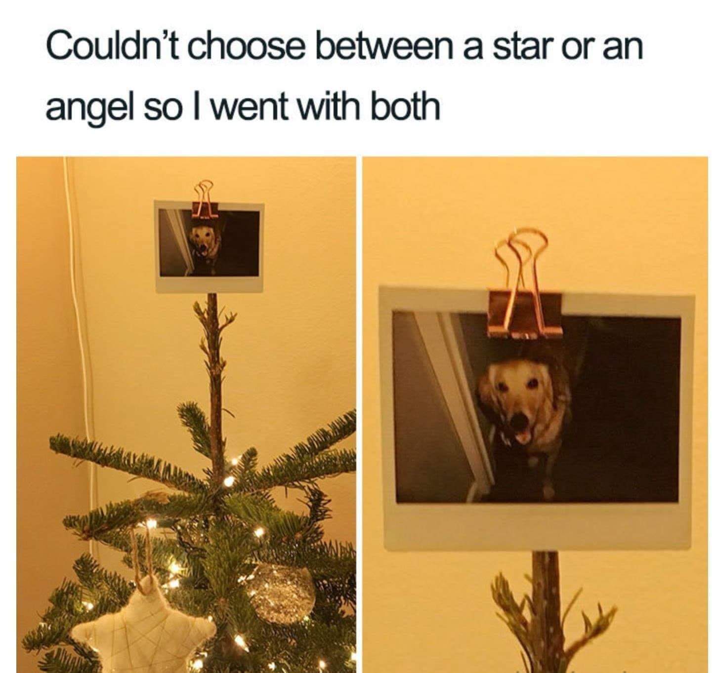 cute wholesome-memes cute text: Couldn't choose between a star or an angel so I went with both 