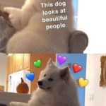 wholesome-memes cute text: This dog looks at beautiful people ! Bte  cute