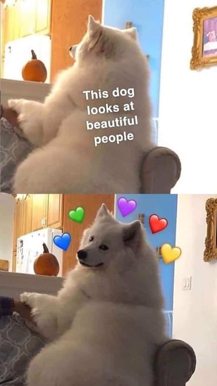cute wholesome-memes cute text: This dog looks at beautiful people ! Bte 