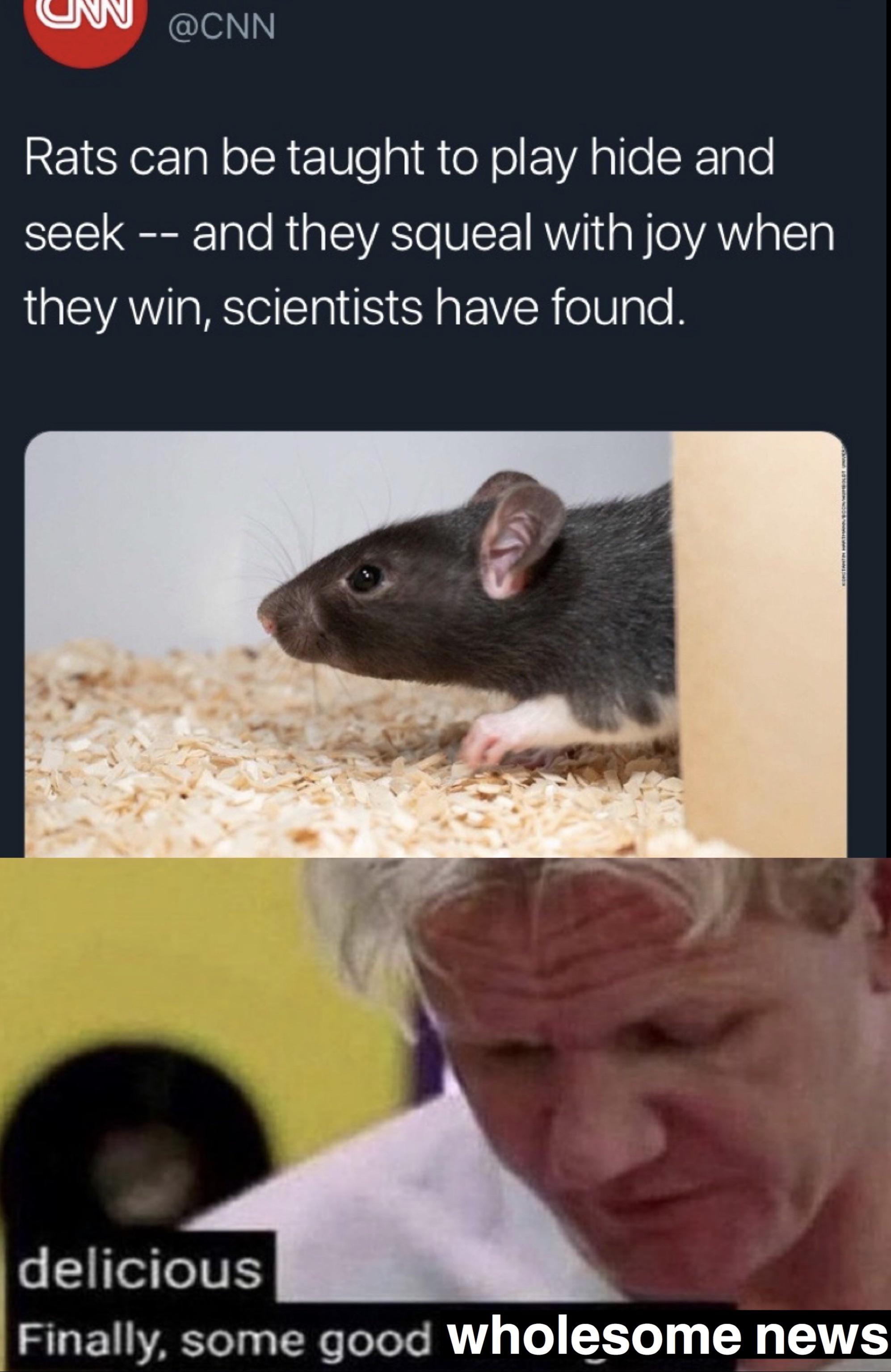 cute wholesome-memes cute text: @CNN Rats can be taught to play hide and seek -- and they squeal with joy when they win, scientists have found. delicious wholesome news Finally. some good 