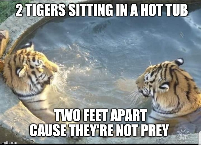 other other-memes other text: 2,TiGERS SITTING IN A HOT TUB NOT PREY imgfli'.com 