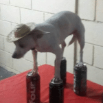 Dog standing on soda animals meme template blank alcohol, drink, dog