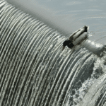 Meme Generator – Duck falling down waterfall