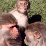 Meme Generator – Two monkeys staring
