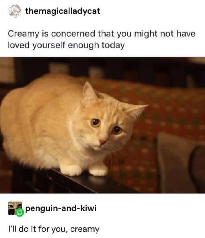 cute wholesome-memes cute text: themagicalladycat Creamy is concerned that you might not have loved yourself enough today penguin-and-kiwi I'll do it for you, creamy 