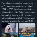 wholesome-memes cute text: WeRateDogsTM @dog_rates This is Duke. He was first elected mayor of Cormorant as a write-in candidate in 2014. In 2016, literally everyone in the village voted for him. Duke passed away last week at the age of 13. He served with great honor and fluffy passion, and has been awarded the very rare 15/10 -•VNLMAGE 