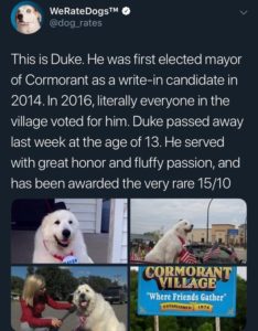 wholesome-memes cute text: WeRateDogsTM @dog_rates This is Duke. He was first elected mayor of Cormorant as a write-in candidate in 2014. In 2016, literally everyone in the village voted for him. Duke passed away last week at the age of 13. He served with great honor and fluffy passion, and has been awarded the very rare 15/10 -•VNLMAGE 'Where Friends Gather"