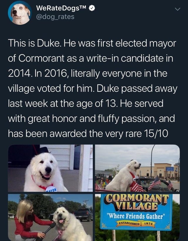 cute wholesome-memes cute text: WeRateDogsTM @dog_rates This is Duke. He was first elected mayor of Cormorant as a write-in candidate in 2014. In 2016, literally everyone in the village voted for him. Duke passed away last week at the age of 13. He served with great honor and fluffy passion, and has been awarded the very rare 15/10 -•VNLMAGE 'Where Friends Gather