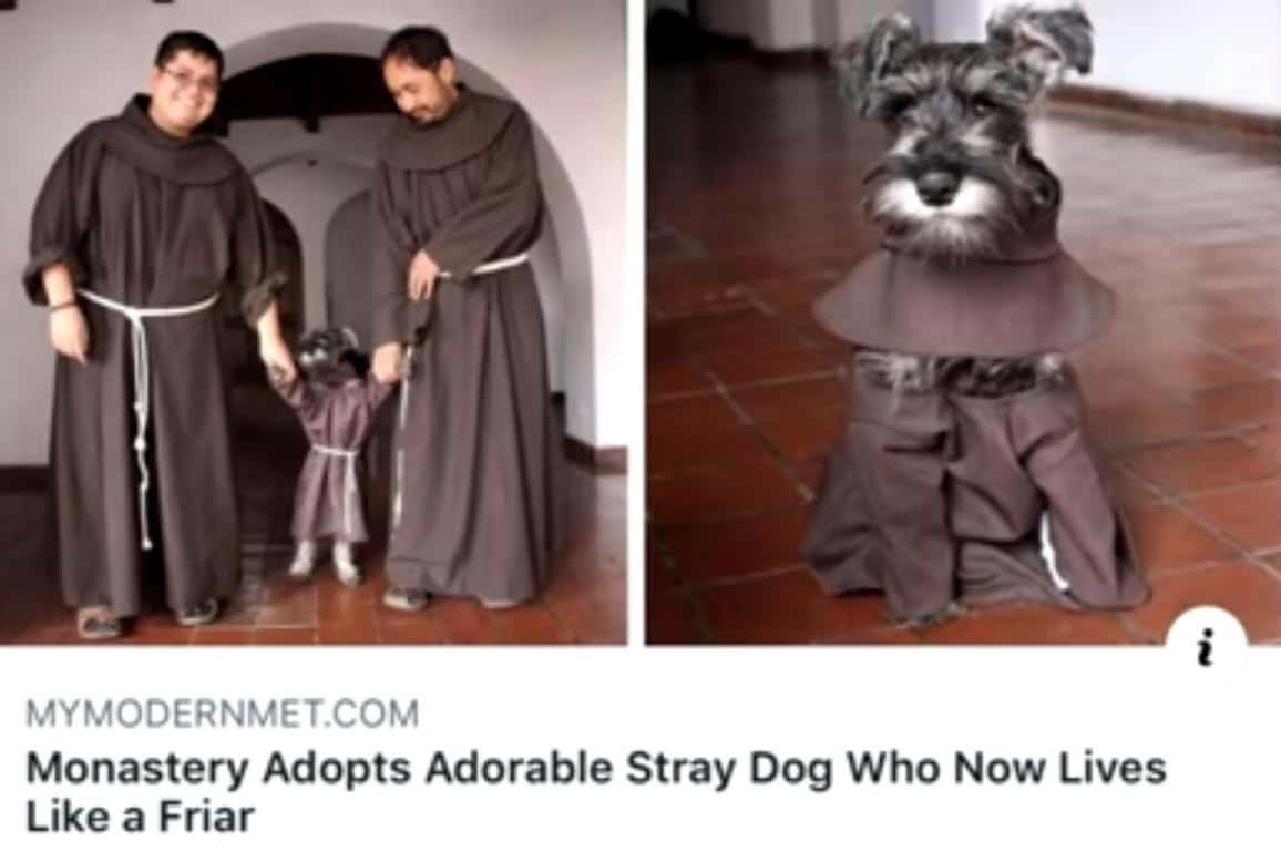 cute wholesome-memes cute text: MYMODERNMET.COM Monastery Adopts Adorable Stray Dog Who Now Lives Like a Friar 