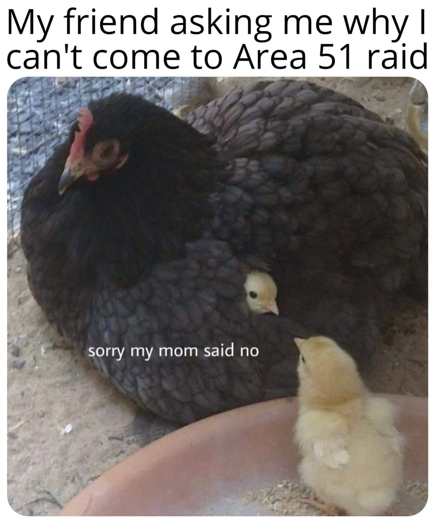 Dank Meme dank-memes cute text: My friend asking me why I can't come to Area 51 raid sorry my mom said no 