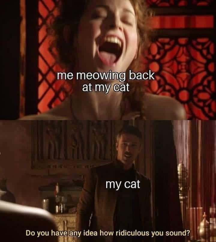 game-of-thrones game-of-thrones-memes game-of-thrones text: me meowing back. at my cat my cat Do you have am idea how ridiculous you sound? 