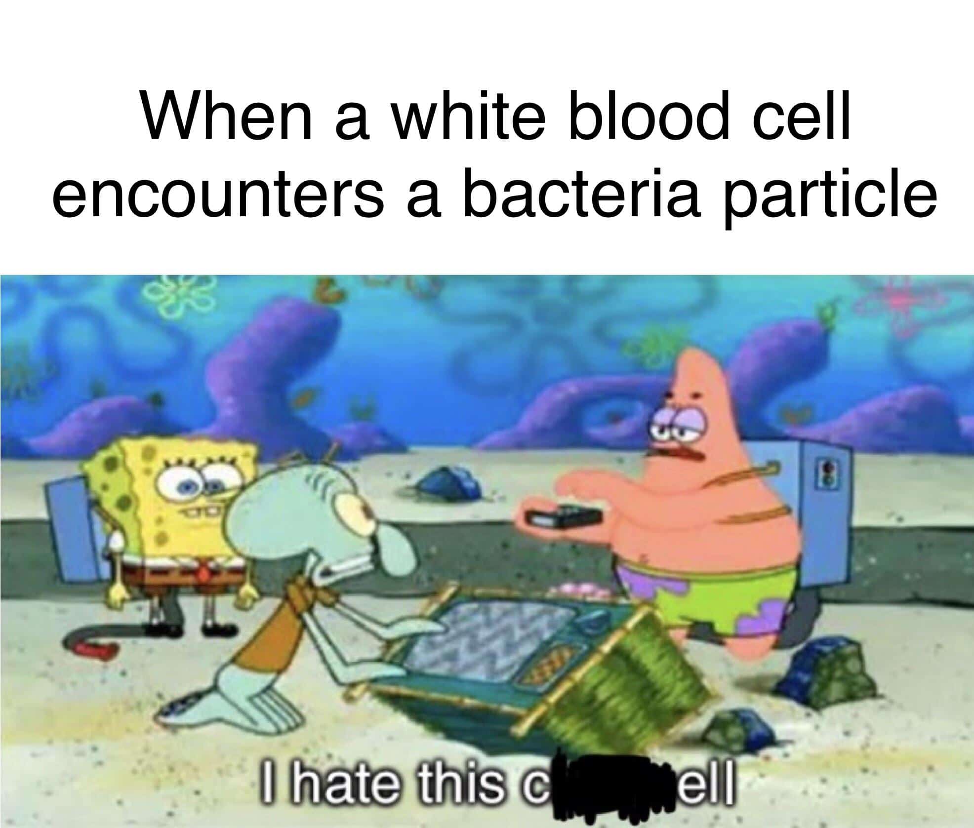 spongebob spongebob-memes spongebob text: When a white blood cell encounters a bacteria particle I hate this c 